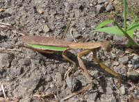 カマキリ