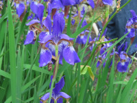 IMG_8777